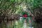 Visite de la Mangrove en kayak