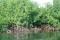 Visite de la Mangrove